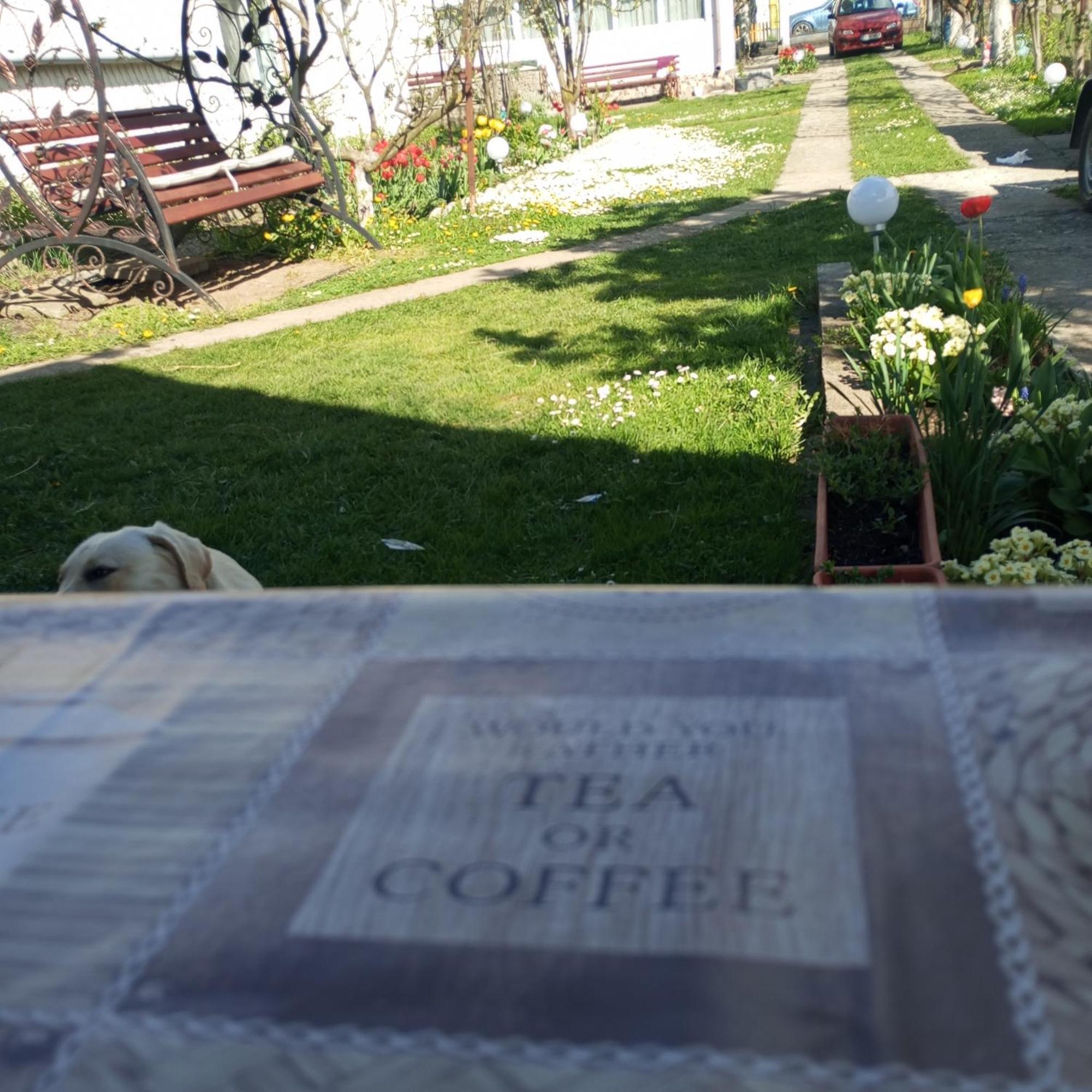 Casuta Bunicilor Βίλα Dorna Cindrenilor Εξωτερικό φωτογραφία